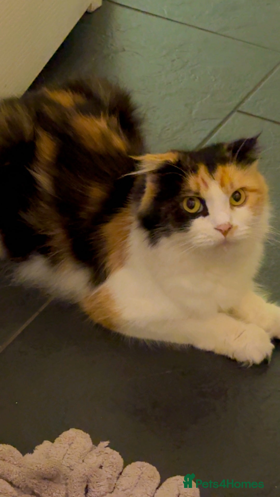 Scottish Fold cats for sale: Scottish fold mix with tabby .  - Image 14