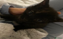 Mixed Breed cats for sale: Female kitten for sale  - Image 3