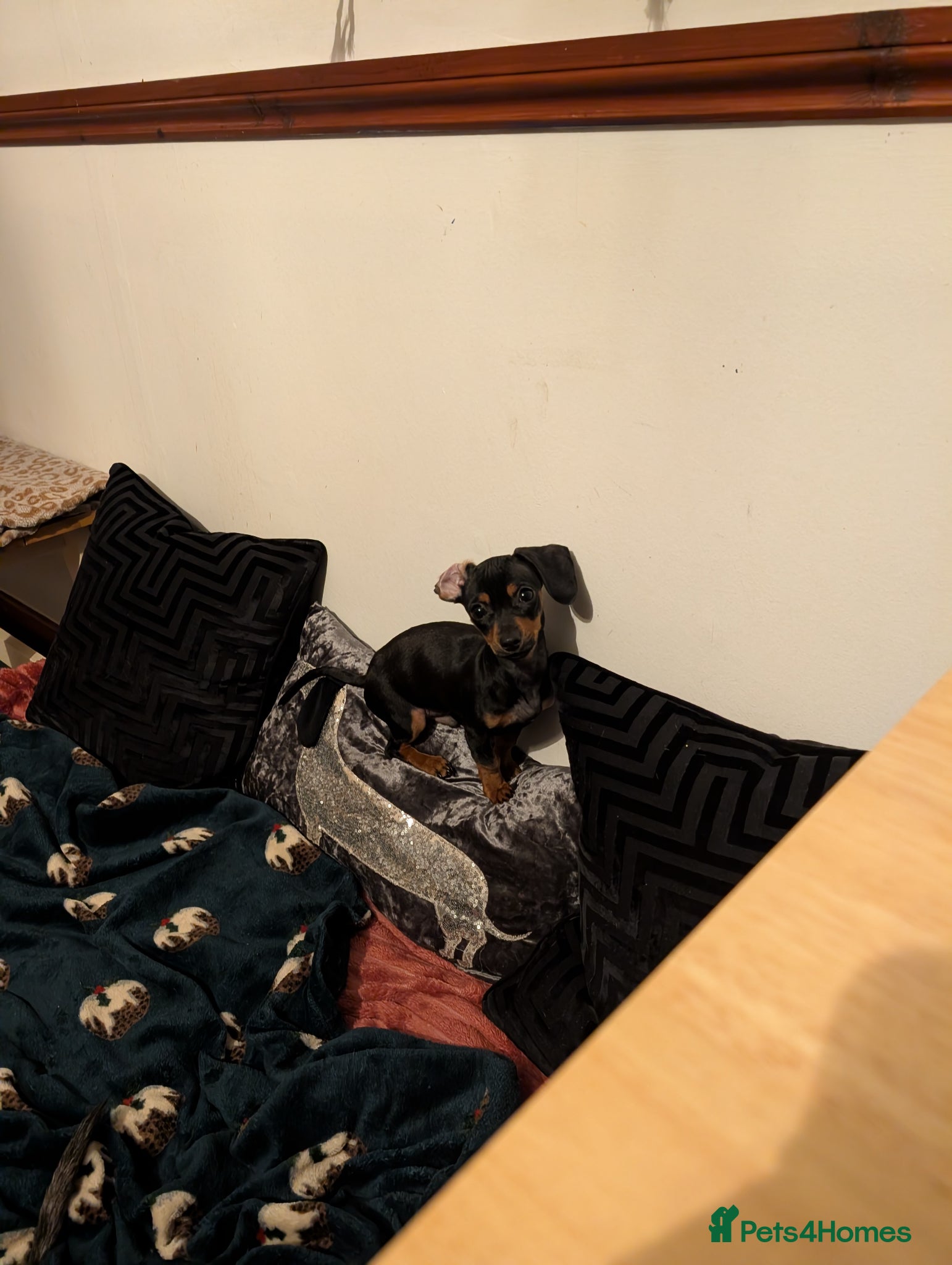 Chiweenie dogs Stud dog - Advert 1