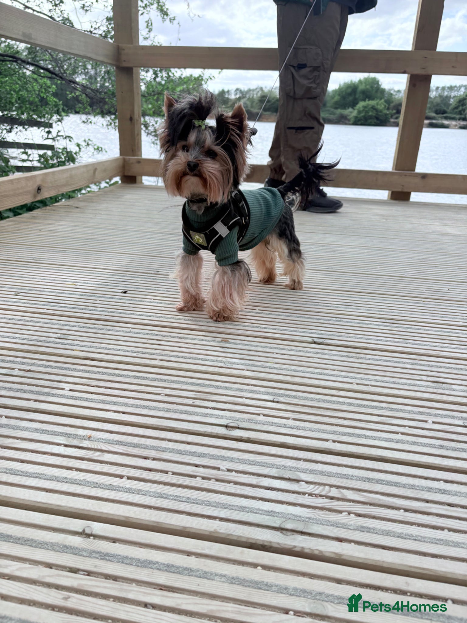 Yorkshire Terrier dogs ABSOLUTELY ADROBLE TINY BOY ONLY FOR STUD DUTY!! - Advert 9
