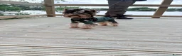 Yorkshire Terrier dogs for stud: ABSOLUTELY ADROBLE TINY BOY ONLY FOR STUD DUTY!! - Advert 4