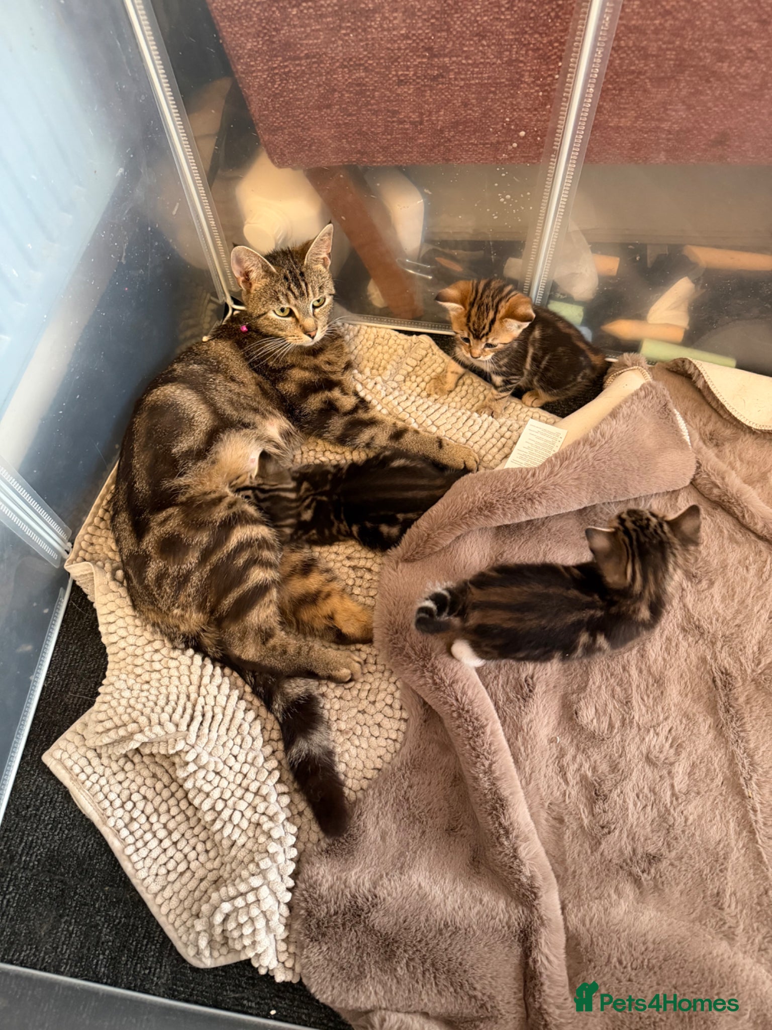 Mixed Breed cats Tabby kittens for sale  - Advert 1