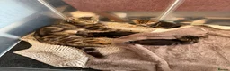 Mixed Breed cats for sale: Tabby kittens for sale  in Wakefield - Advert 1
