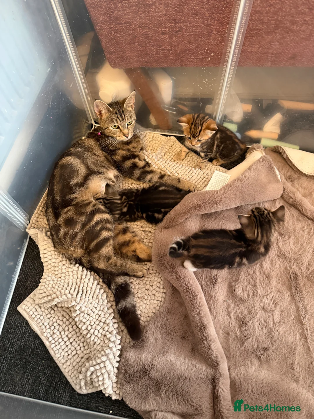 Mixed Breed cats for sale: Tabby kittens for sale  in Wakefield - Advert 1