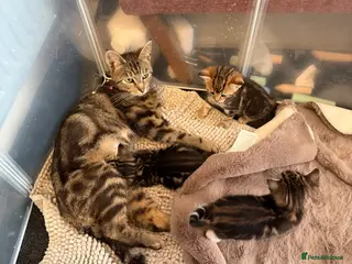Mixed Breed cats Tabby kittens for sale two females left - Advert 4