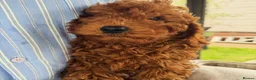 Cavapoo dogs for sale: Cavapoobabiesuk litter has arrived  - Advert 3