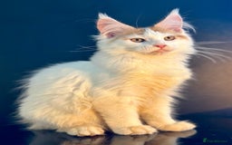 Maine Coon cats for sale: Maine Coon Kittens  - Image 11