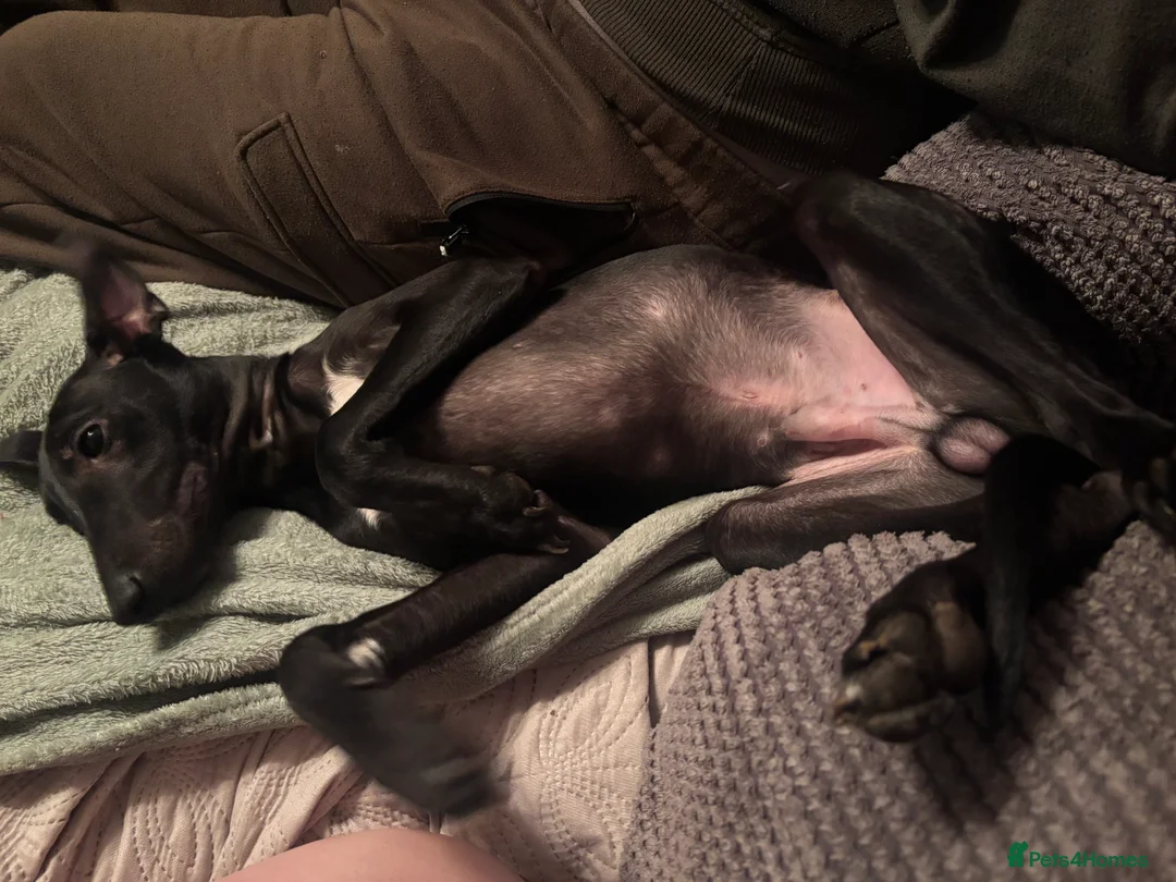 Whippet dogs for sale: KC registered whippet puppy  - Advert 5