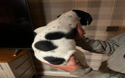 Springador dogs for sale: Adorable springador puppies - Image 7