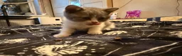 British Shorthair cats for sale: Kittens ready for a new home  - Advert 5