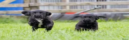 Cocker Spaniel dogs for sale: Stunning Black Cocker Puppies. Ready to leave 🌟 - Advert 5