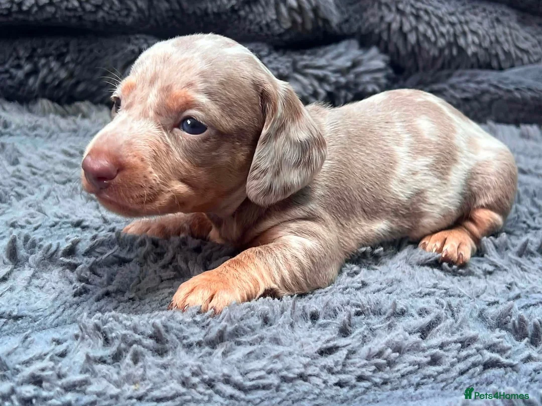 Miniature Dachshund dogs for sale: Miniature dachshund  in Sunderland - Advert 8