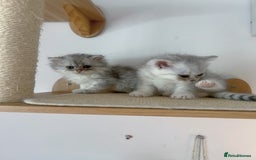 Scottish Fold cats for sale: Two Cute Scottish Fold Kittens - Image 4