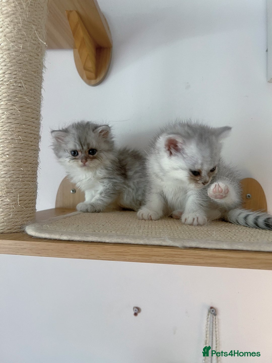 Scottish Fold cats for sale: Two Cute Scottish Fold Kittens - Image 4