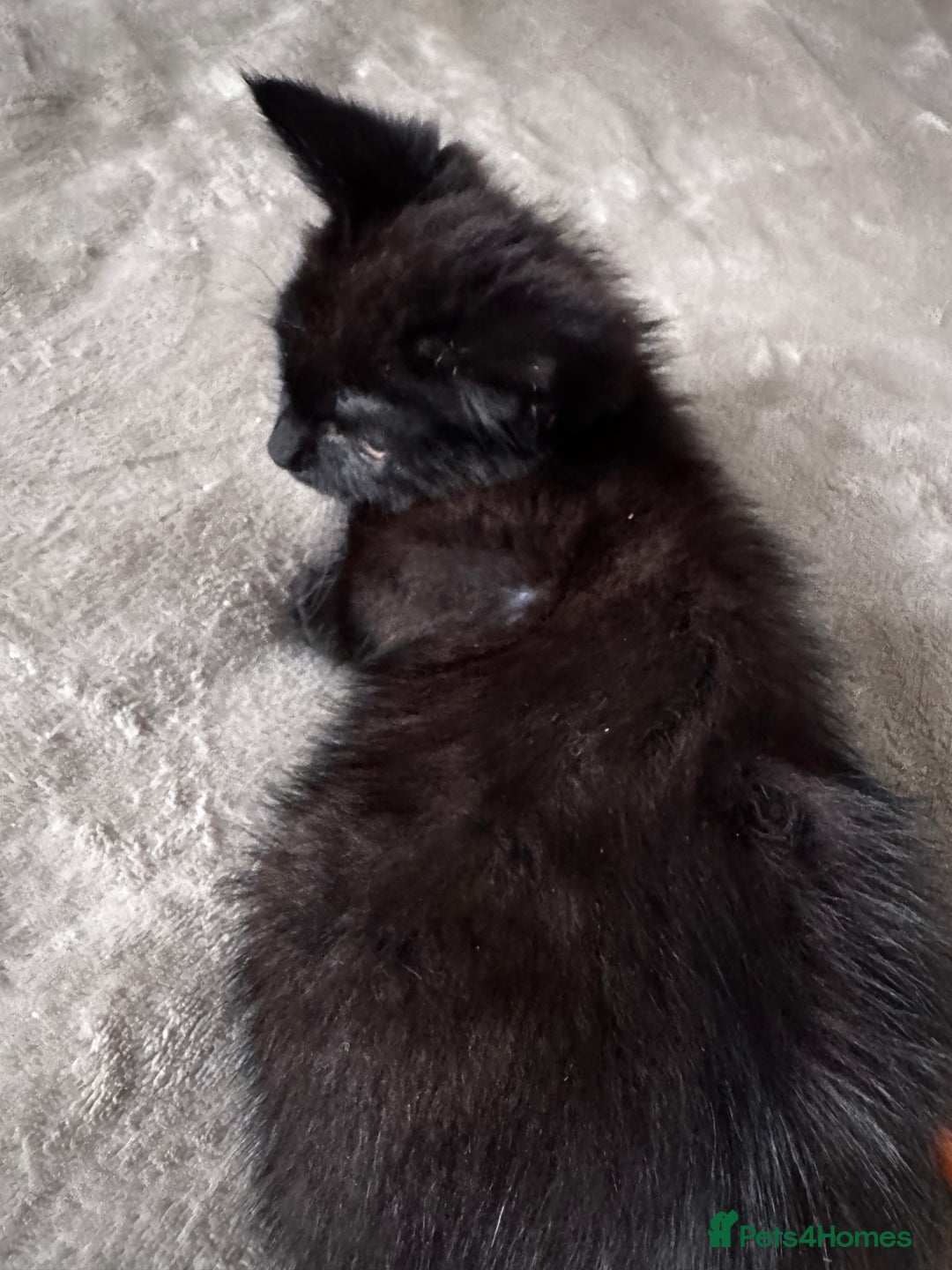 Mixed Breed cats for sale:  4 Kittens British long & short hair mixed breed. - Advert 16