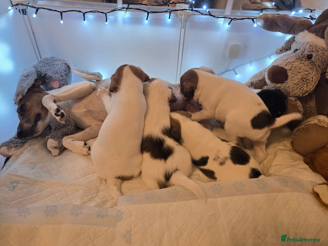 Mixed Breed dogs for sale: Five beautiful Jack Russel puppies for sale - Advert 33
