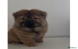 Chow Chow dogs for sale: Beautiful Male Chow Chow Puppy - Image 1