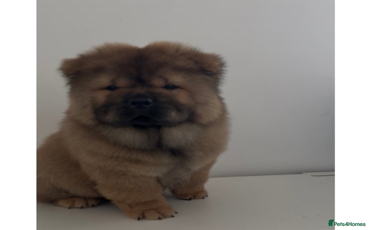 Chow Chow dogs - Advert 4