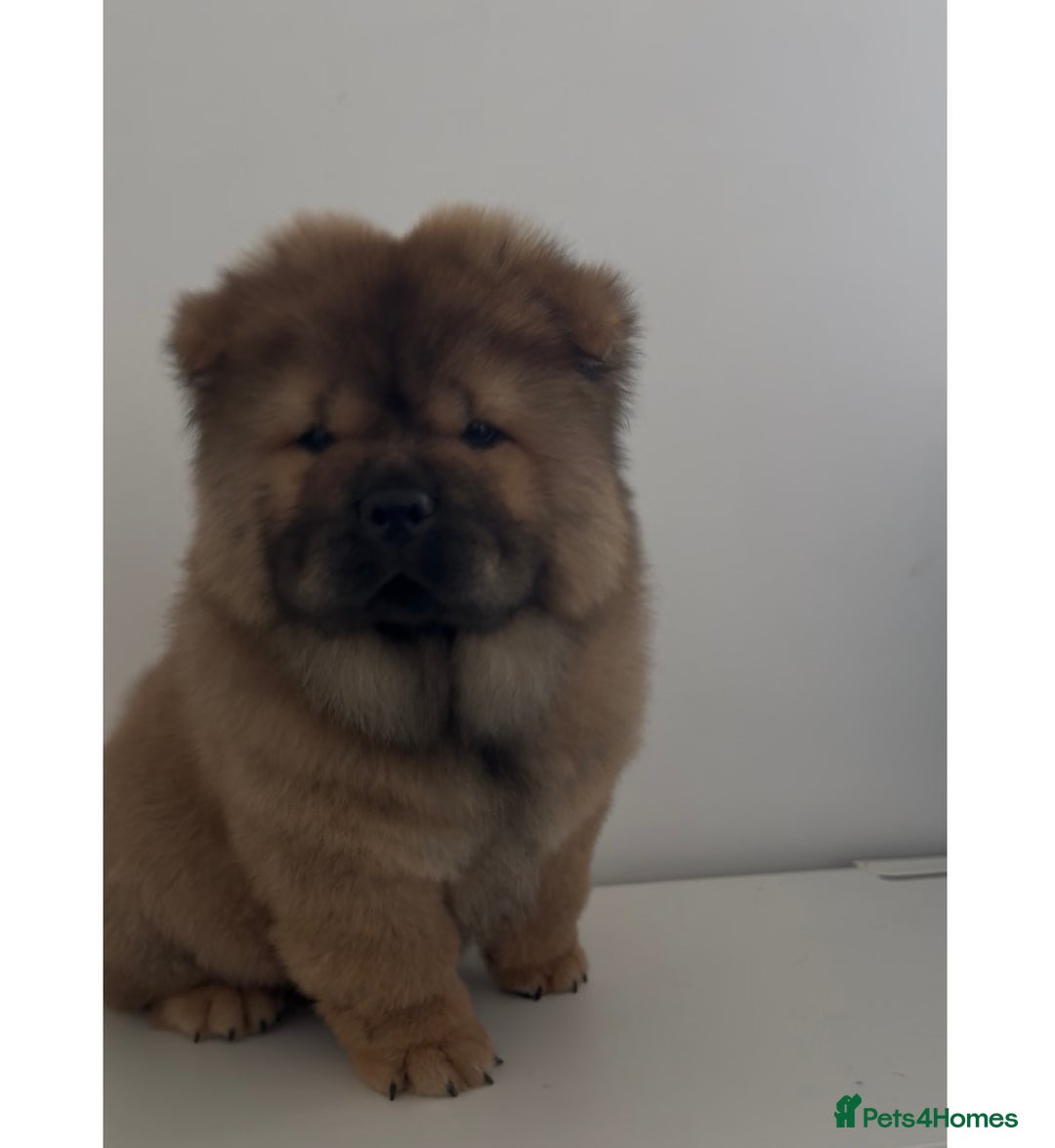 Chow Chow dogs for sale: Beautiful Male Chow Chow Puppy - Image 1