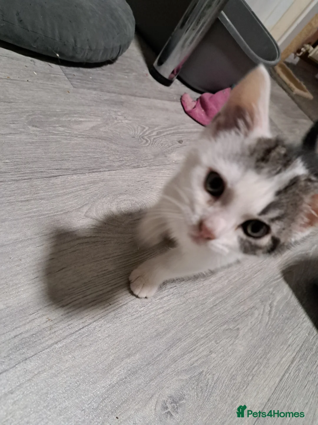 Domestic Shorthair cats for sale: Kittens for sale  - Advert 2