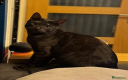 Bengal cats for sale: 2 Bengals Boy Brothers 11 Months Old - Advert 21