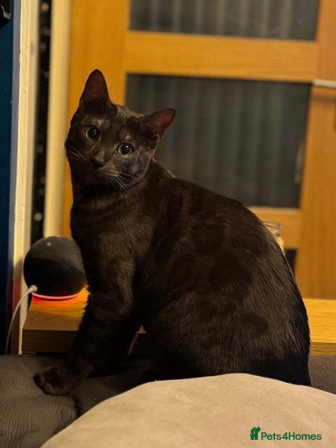 Bengal cats for sale: 2 Bengals Boy Brothers 11 Months Old - Advert 21