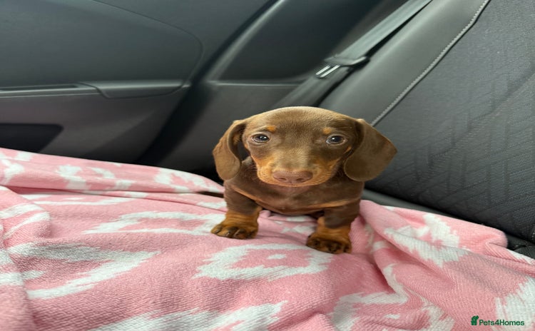 Dachshund dogs 13 week chocolate and tan dachshund  - Advert 1