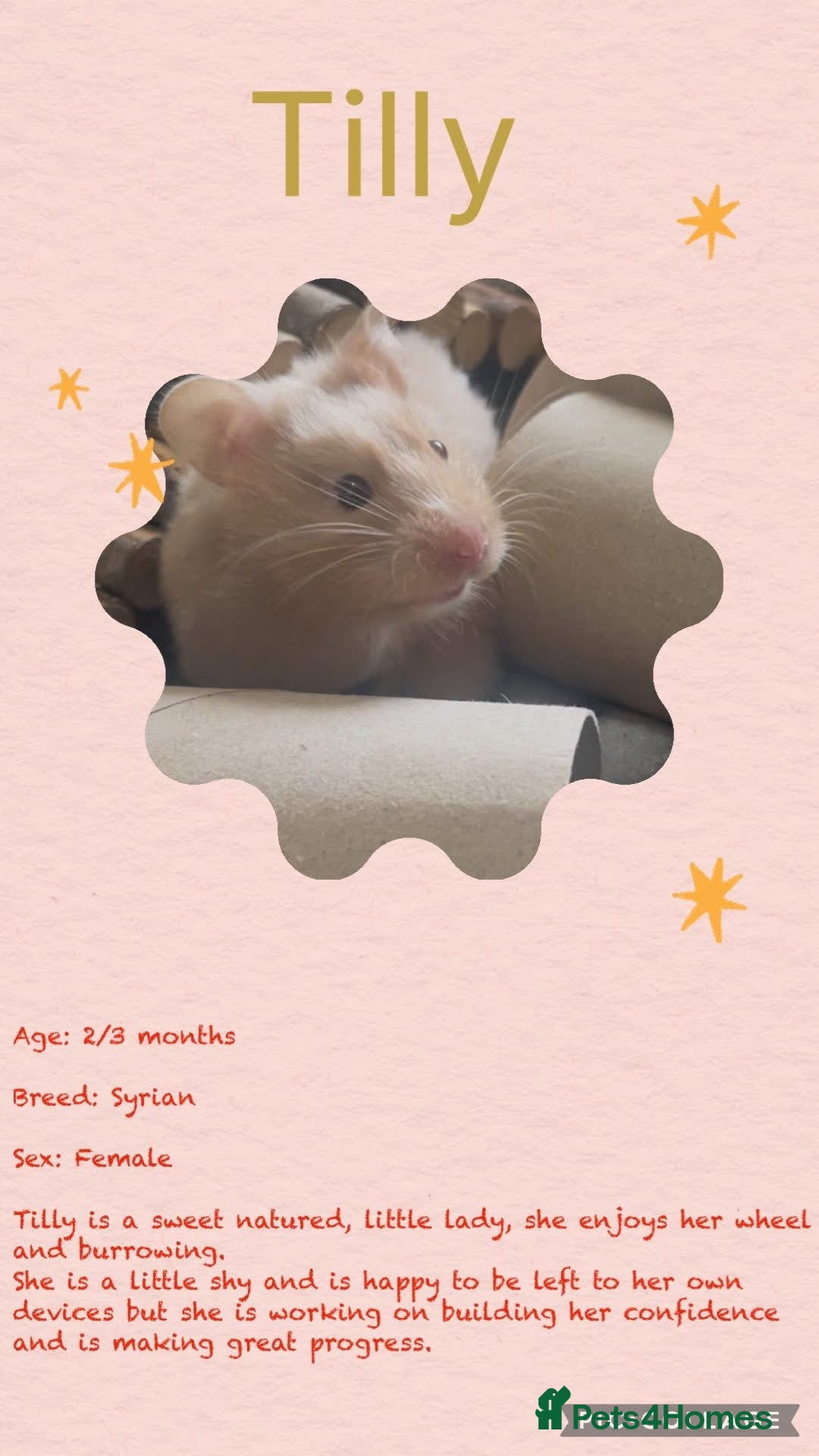 Hamster rodents for sale: Hamsters for adoption  - Image 18