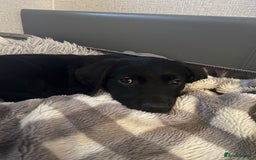 Goldador dogs for sale: male goldador puppy for sale  - Advert 10