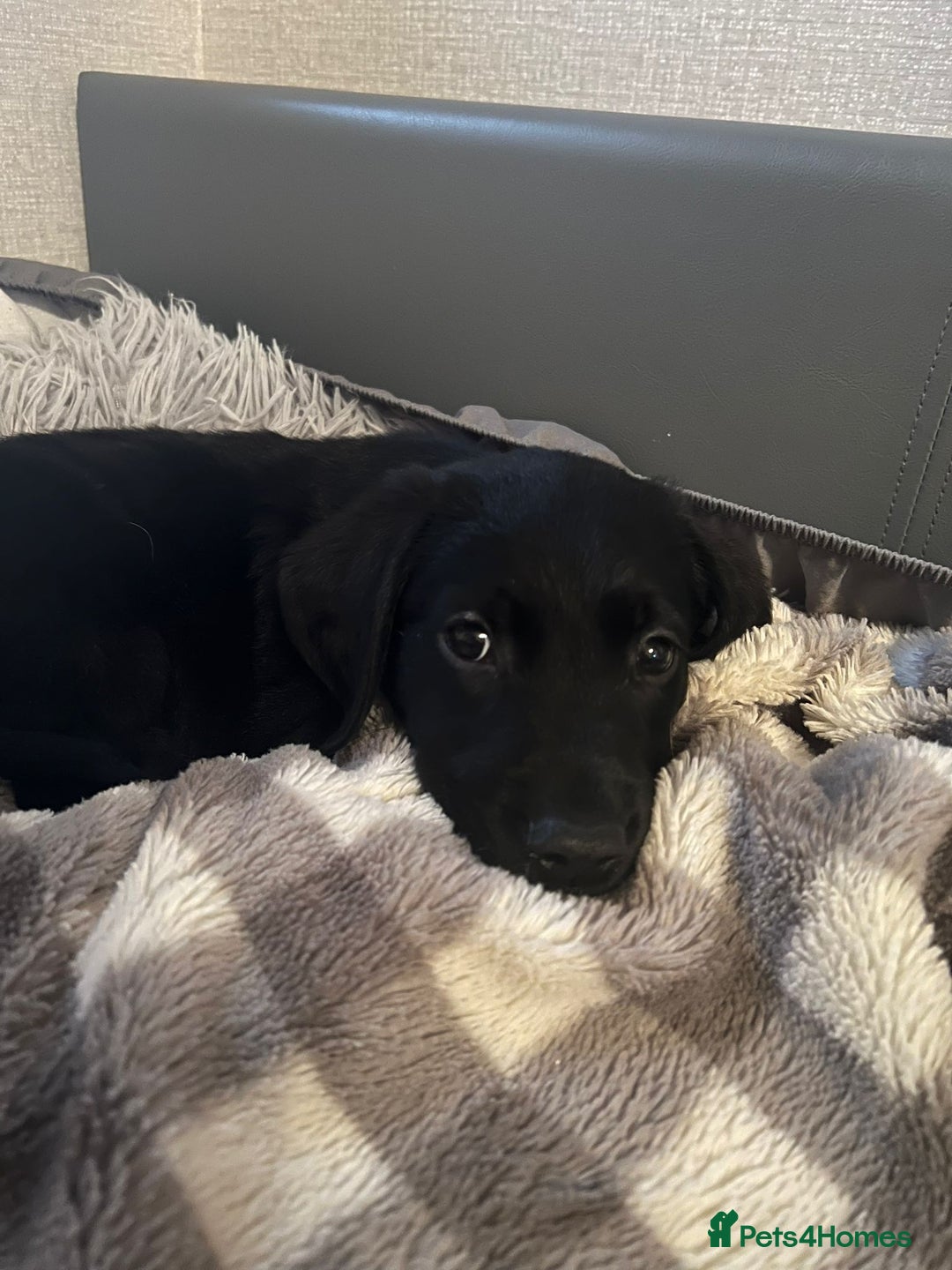 Goldador dogs for sale: male goldador puppy for sale  - Advert 10