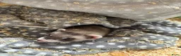 Ferret rodents for sale: Pablito the ferret  - Advert 1