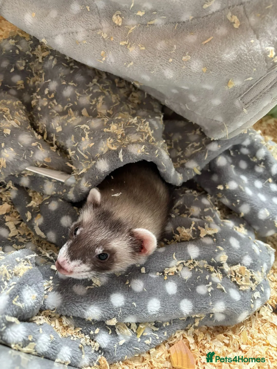 Ferret rodents for sale: Pablito the ferret  - Advert 1