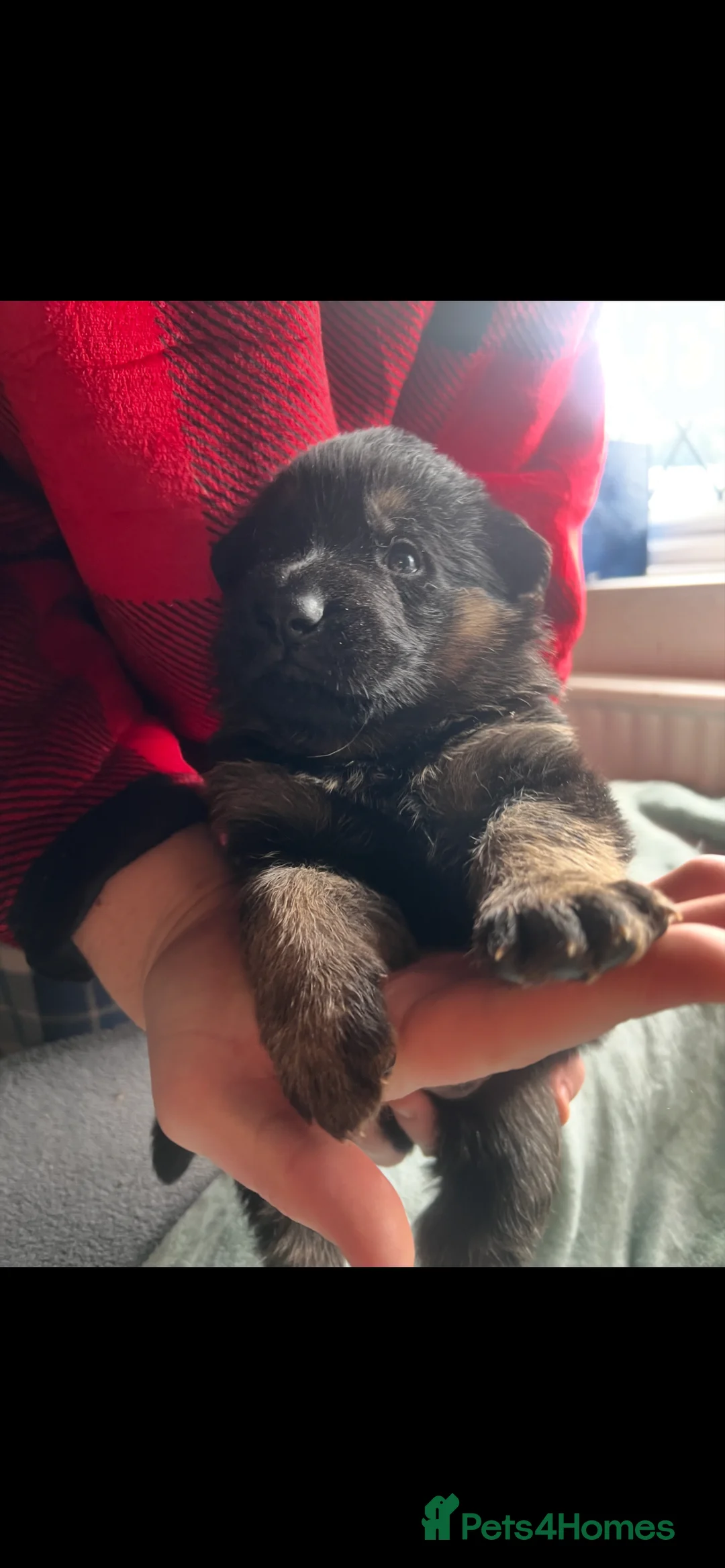 German Shepherd dogs for sale: The most stunning German Shepherd puppies - Advert 1