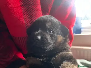 German Shepherd dogs The most stunning German Shepherd puppies - Advert 1