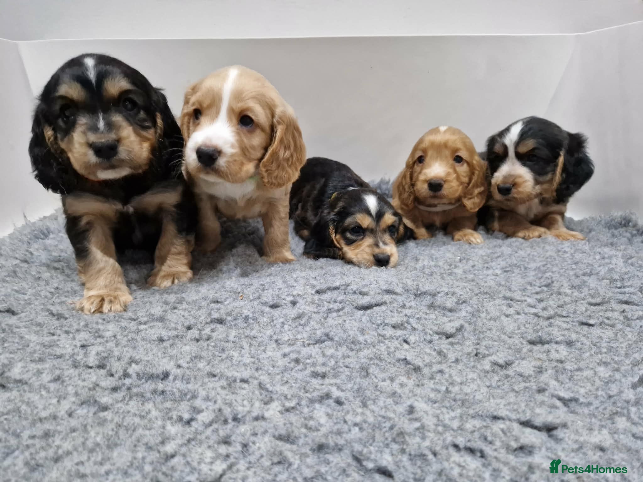 Cocker Spaniel dogs Cocker Spaniel Puppies - Advert 5