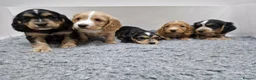Cocker Spaniel dogs for sale: Cocker Spaniel Puppies in Hull - Advert 2