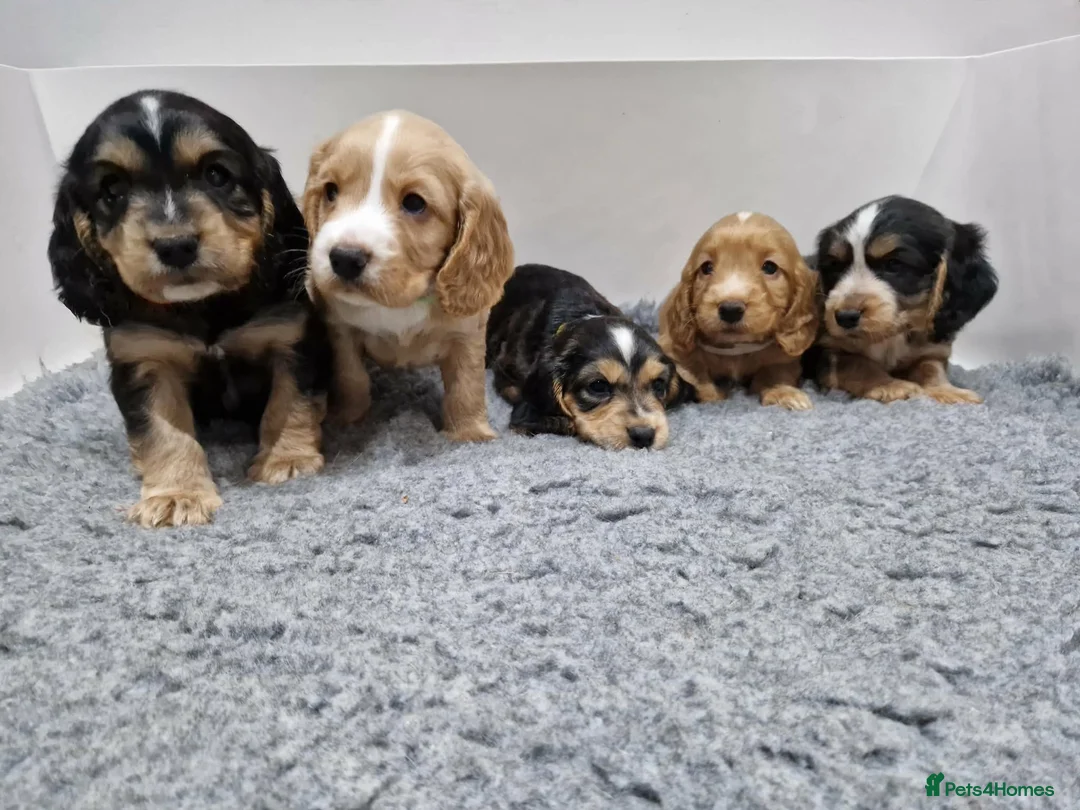 Cocker Spaniel dogs for sale: Cocker Spaniel Puppies in Hull - Advert 2