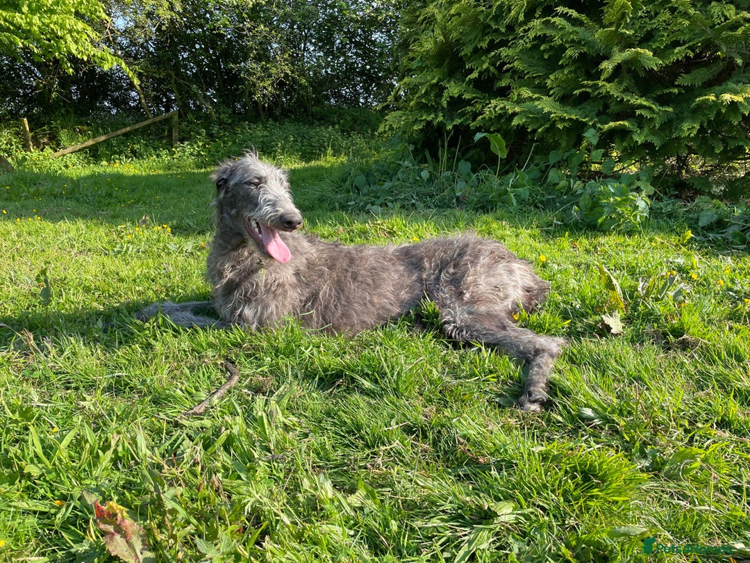 Deerhound dogs for sale: KC Reg Pedigree Scottish Deerhound Puppies - Advert 4