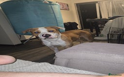 Mixed Breed dogs for sale: Boxer x Staff - Image 3