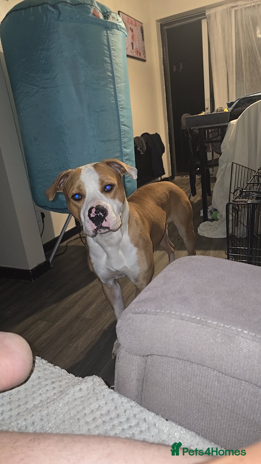 Mixed Breed dogs for sale: Boxer x Staff - Image 3