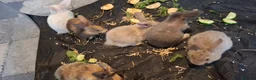 Mixed Breed rabbits for sale:  Rabbits in Highbridge - Advert 2