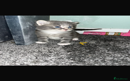 British Longhair cats for sale: Kittens looking for there forever homes  - Image 1