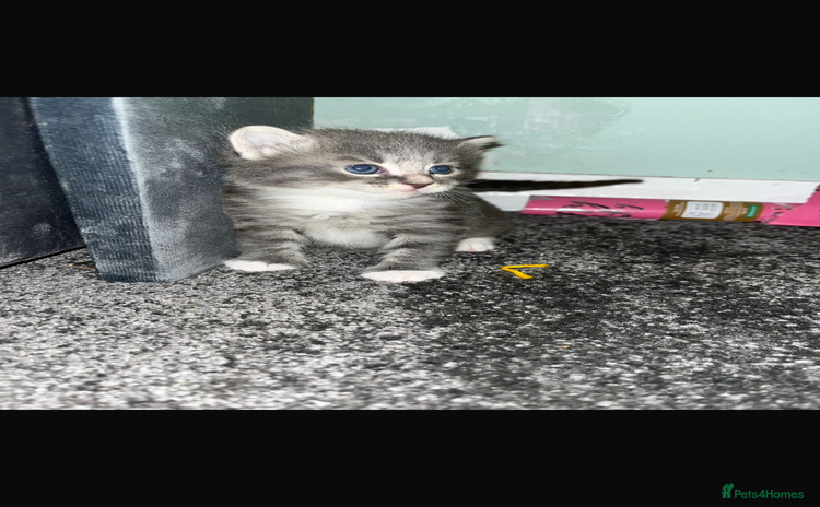 British Longhair cats - Advert 5