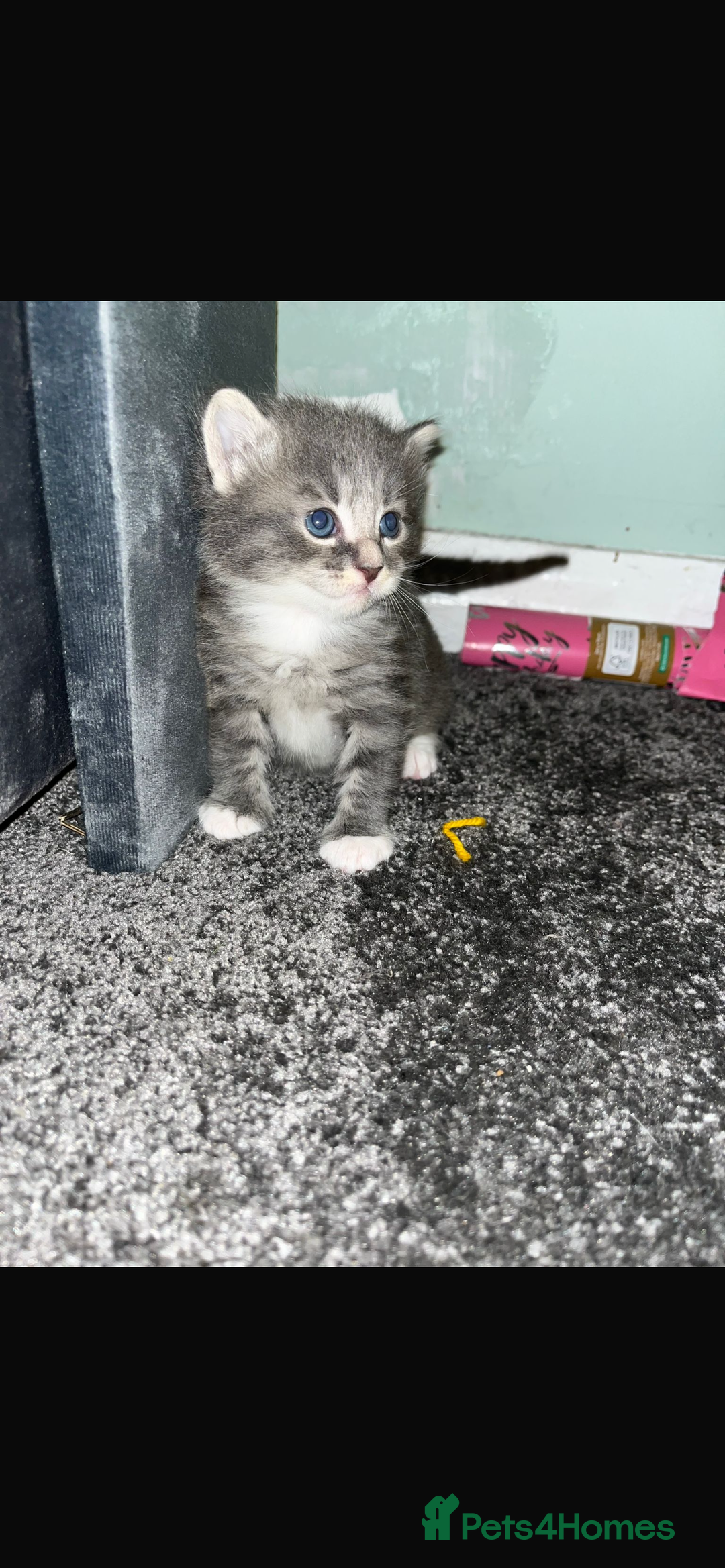 British Longhair cats for sale: Kittens looking for there forever homes  - Image 1