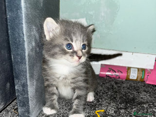 British Longhair cats - Advert 34