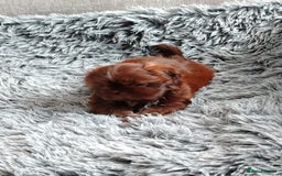 Shih Tzu dogs for sale: Imperial shi tzu babies  - Image 15