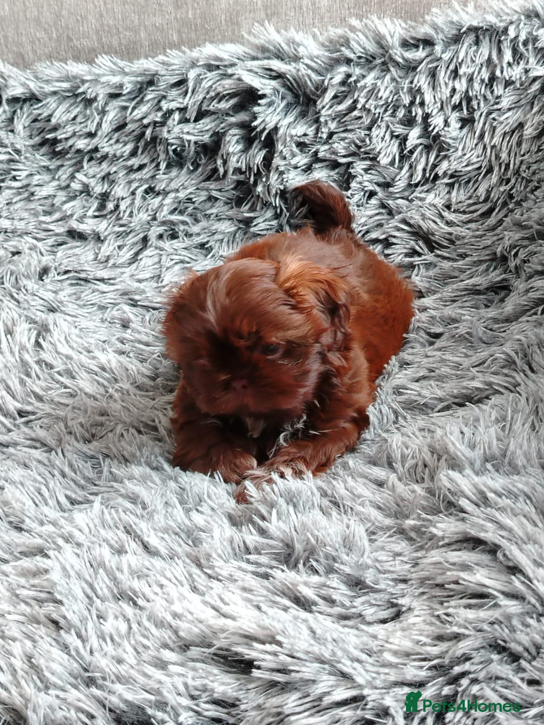 Shih Tzu dogs for sale: Imperial shi tzu babies  - Image 15