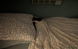 European cats for adoption: Maisie is looking for the perfect forever home - Image 3