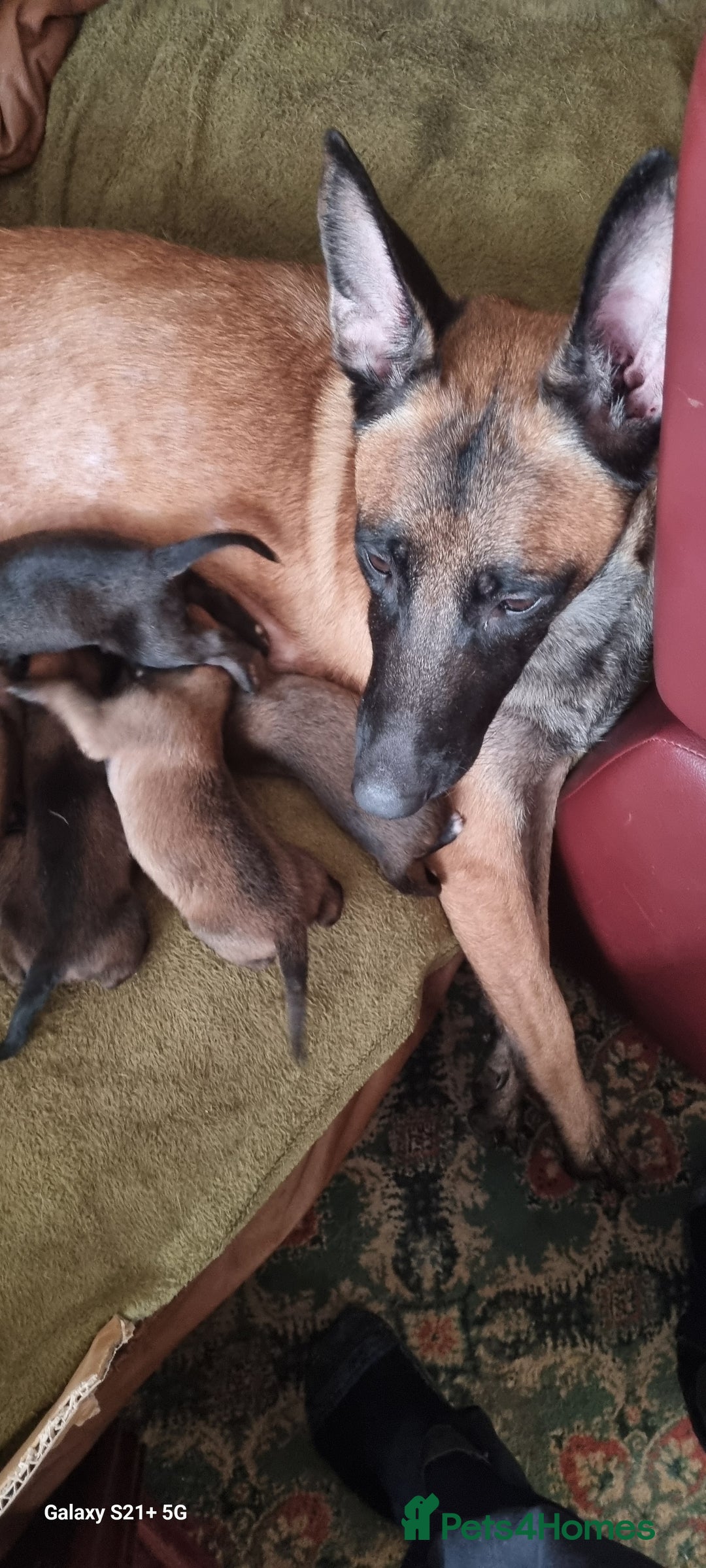 Mixed Breed dogs for sale: Belgian mally x saluki pups  - Image 6