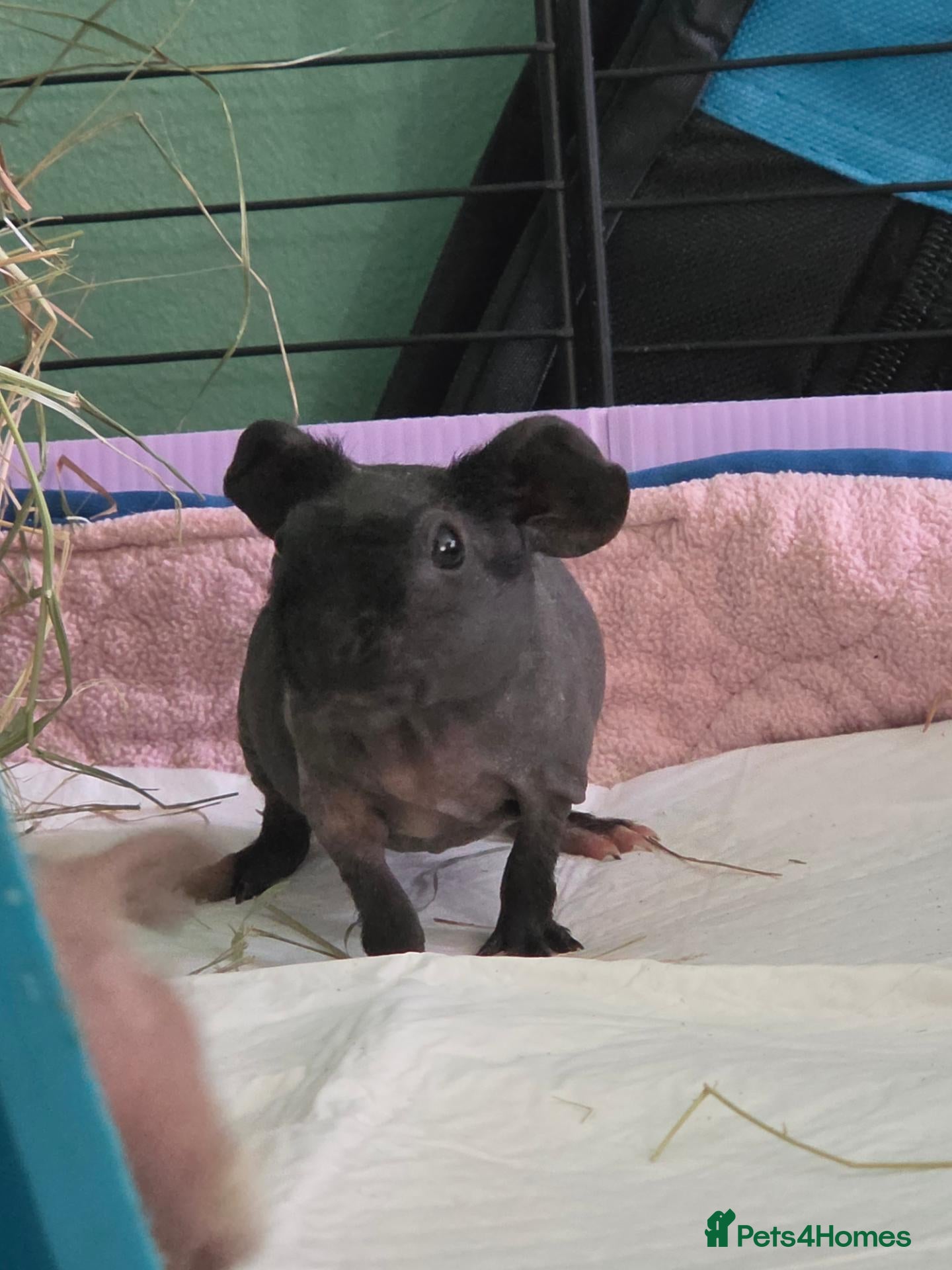 Guinea Pig rodents for sale: Male skinny pigs,  - Advert 2